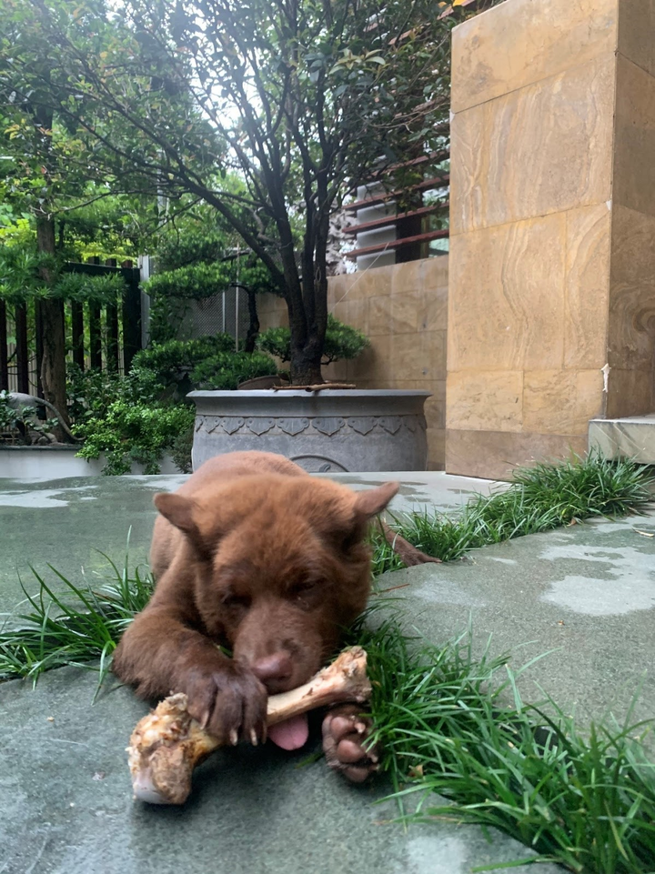 8X Tuyên Quang kiếm tiền khủng từ đam mê nuôi chó H’Mông Cộc - 2