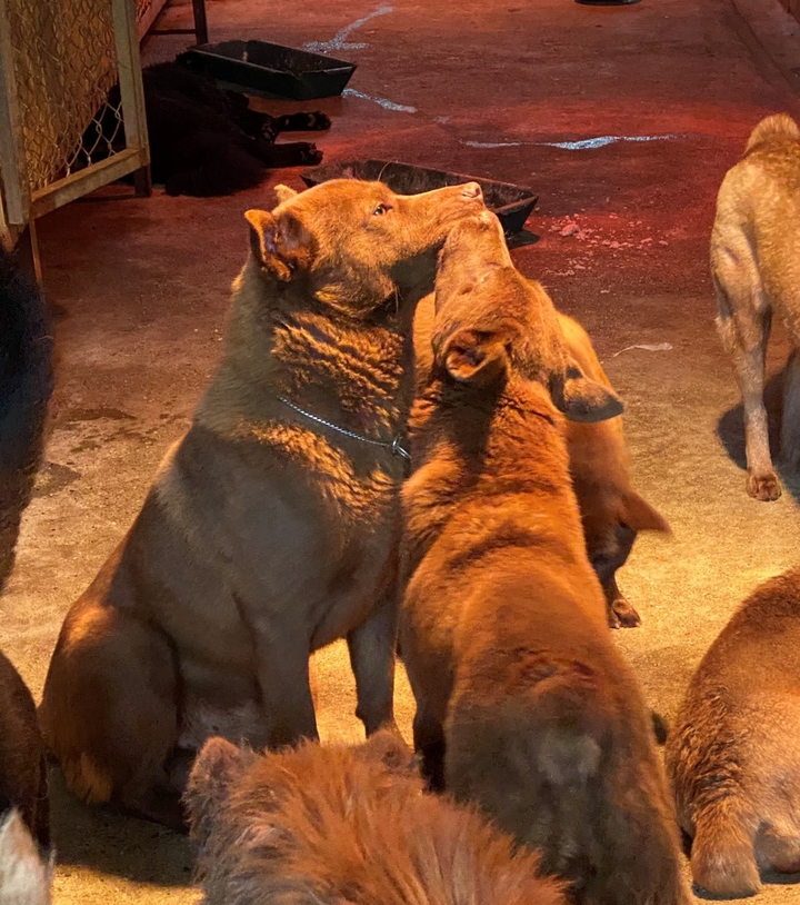 8X Tuyên Quang kiếm tiền khủng từ đam mê nuôi chó H’Mông Cộc - 3