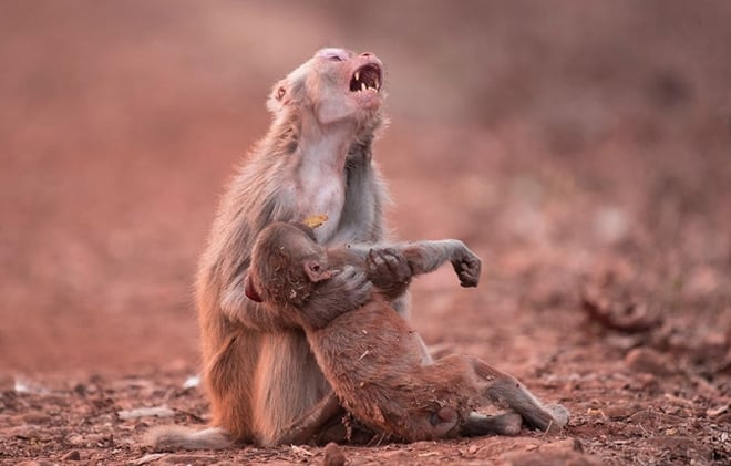 Sự thật phía sau bức ảnh khỉ mẹ ôm xác con gào thét khiến ai nấy rơi lệ