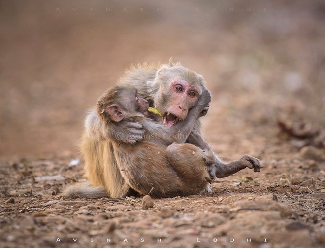 Sự thật phía sau bức ảnh khỉ mẹ ôm xác con gào thét khiến ai nấy rơi lệ