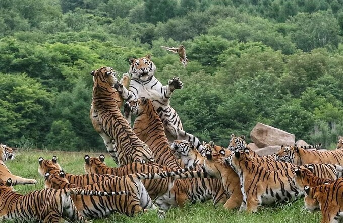 Đàn hổ 'rỗi việc' chen nhau nhảy bắt chú chim bé tẹo - 4