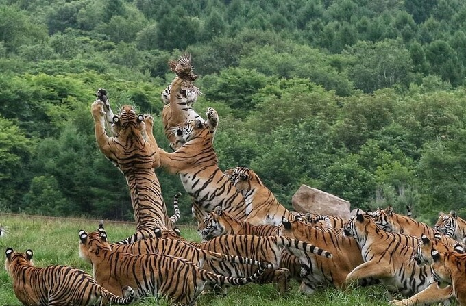 Đàn hổ 'rỗi việc' chen nhau nhảy bắt chú chim bé tẹo - 3