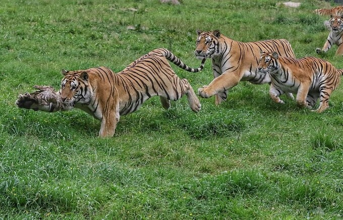 Đàn hổ 'rỗi việc' chen nhau nhảy bắt chú chim bé tẹo - 1