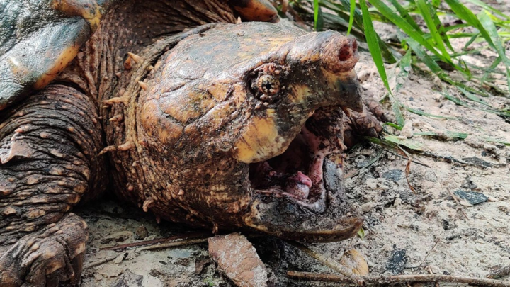 'Rùa khủng long' với bộ hàm quái dị sa bẫy ở Florida - 1