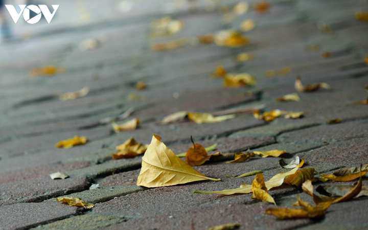 Ảnh: Những món quà thu Hà Nội khiến lòng người rưng rưng - 12