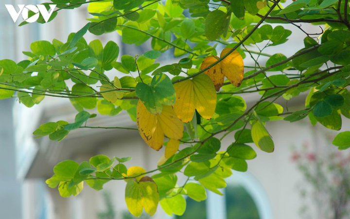 Ảnh: Những món quà thu Hà Nội khiến lòng người rưng rưng - 13