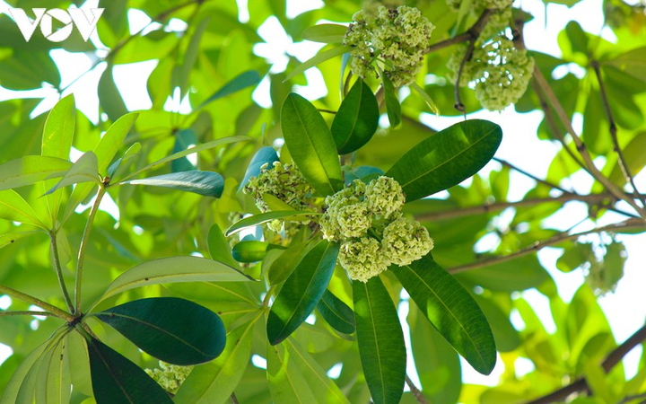 Ảnh: Những món quà thu Hà Nội khiến lòng người rưng rưng - 5