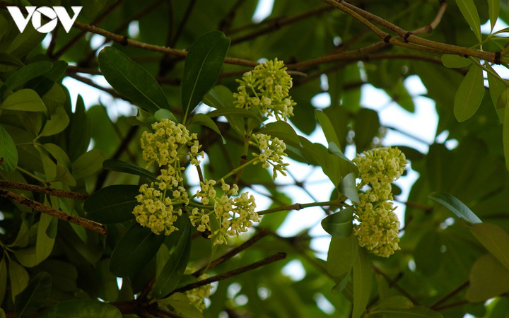 Ảnh: Những món quà thu Hà Nội khiến lòng người rưng rưng - 6