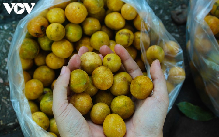 Ảnh: Những món quà thu Hà Nội khiến lòng người rưng rưng - 7