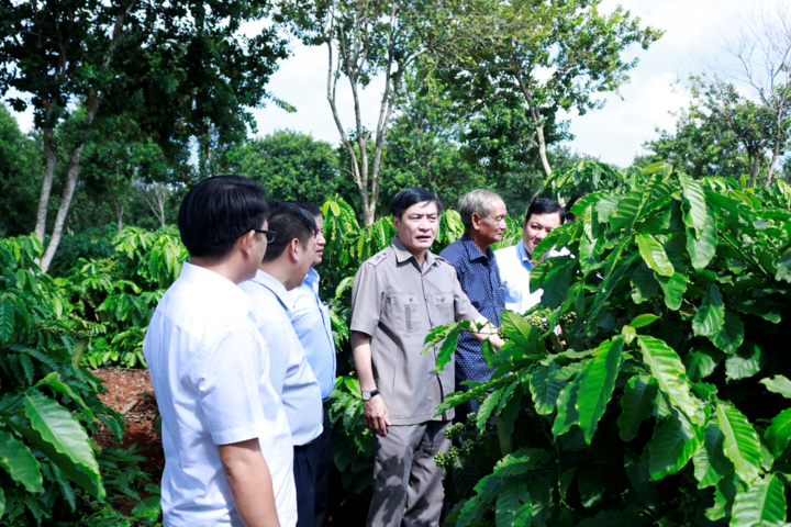 Bí thư Đắk Lắk yêu cầu nghiên cứu cà phê theo hướng 'đặc sản', giá trị cao - 1