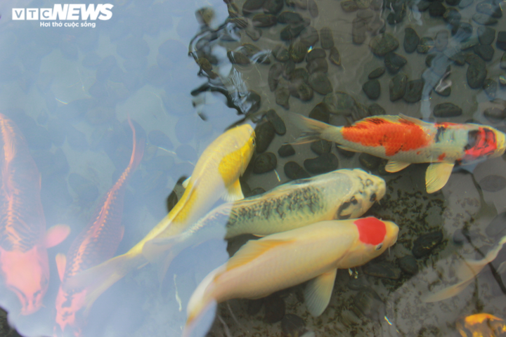 Độc đáo nuôi cá Koi trên tầng 7 ngôi nhà ở Hà Nội - 7