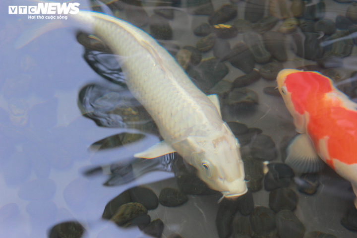 Độc đáo nuôi cá Koi trên tầng 7 ngôi nhà ở Hà Nội - 5