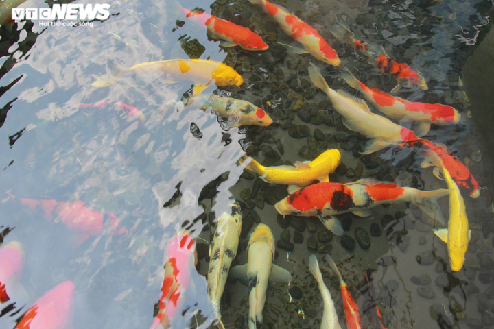 Độc đáo nuôi cá Koi trên tầng 7 ngôi nhà ở Hà Nội - 6