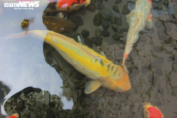 Độc đáo nuôi cá Koi trên tầng 7 ngôi nhà ở Hà Nội - 8