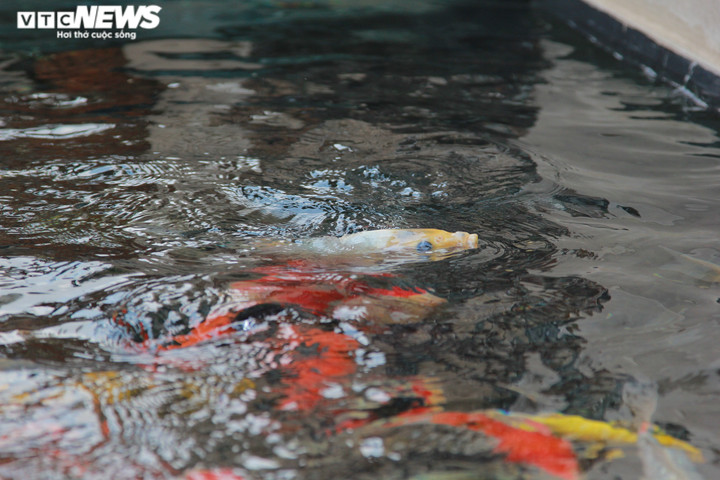 Độc đáo nuôi cá Koi trên tầng 7 ngôi nhà ở Hà Nội - 4