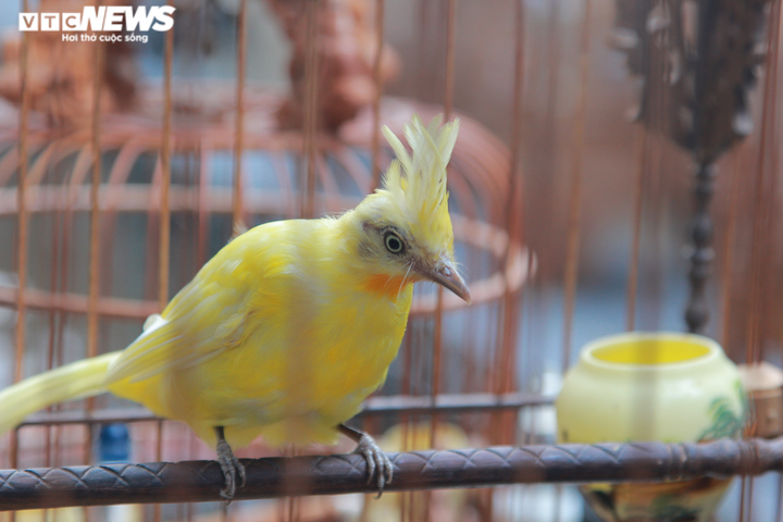 Độc đáo nuôi cá Koi trên tầng 7 ngôi nhà ở Hà Nội - 10