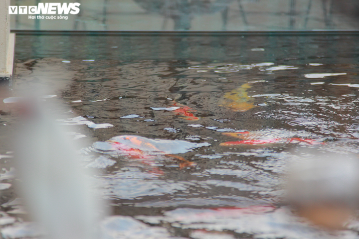 Độc đáo nuôi cá Koi trên tầng 7 ngôi nhà ở Hà Nội - 9