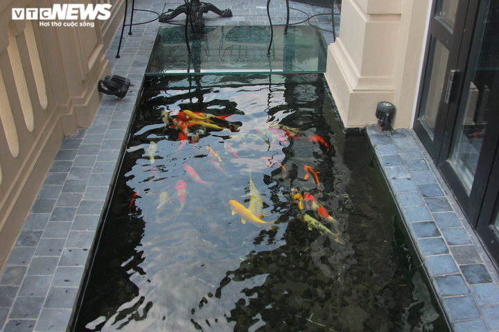 Độc đáo nuôi cá Koi trên tầng 7 ngôi nhà ở Hà Nội - 2