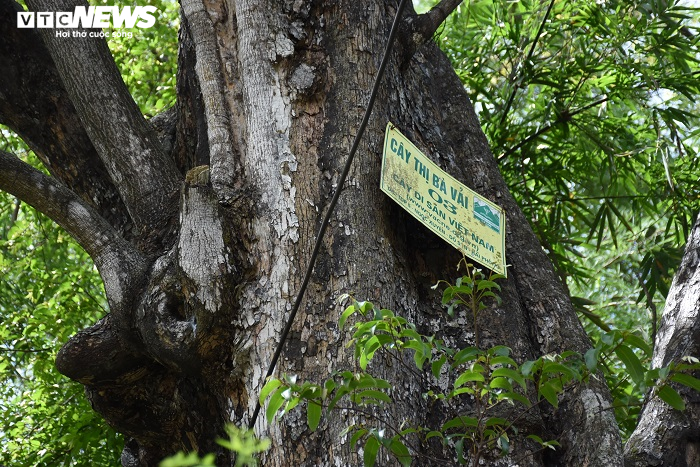 Cận cảnh rặng thị cổ gần nghìn năm tuổi ở Hải Phòng chín vàng mùa Vu Lan - 4