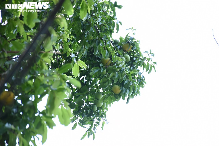 Cận cảnh rặng thị cổ gần nghìn năm tuổi ở Hải Phòng chín vàng mùa Vu Lan - 2