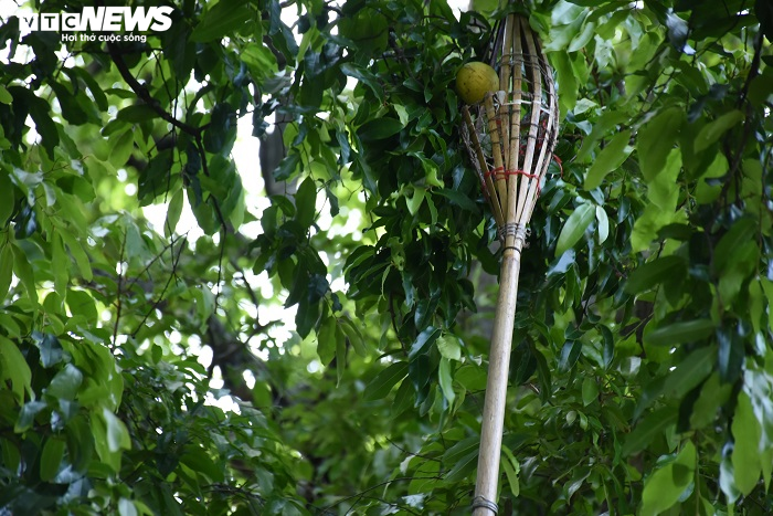 Cận cảnh rặng thị cổ gần nghìn năm tuổi ở Hải Phòng chín vàng mùa Vu Lan - 9