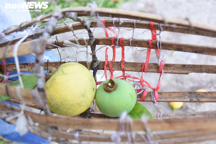 Cận cảnh rặng thị cổ gần nghìn năm tuổi ở Hải Phòng chín vàng mùa Vu Lan - 11