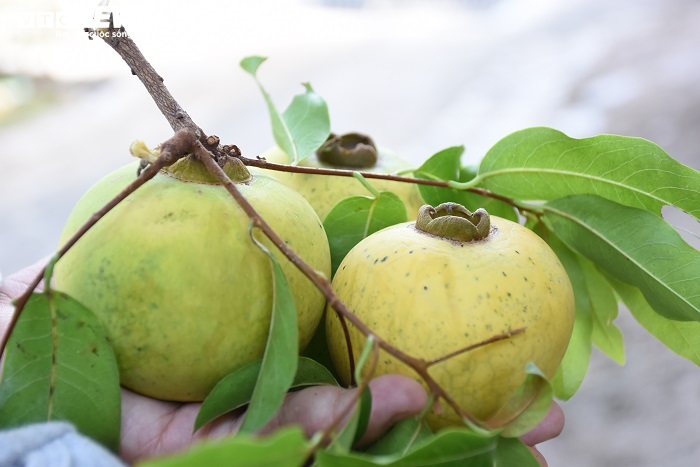 Cận cảnh rặng thị cổ gần nghìn năm tuổi ở Hải Phòng chín vàng mùa Vu Lan - 13