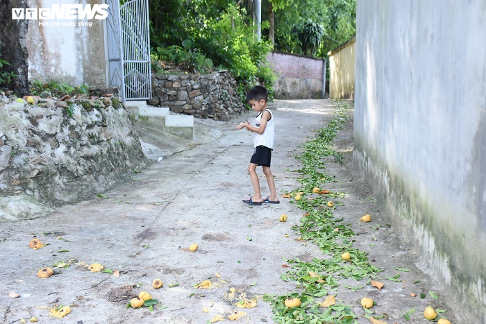 Cận cảnh rặng thị cổ gần nghìn năm tuổi ở Hải Phòng chín vàng mùa Vu Lan - 19