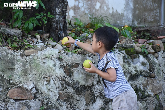 Cận cảnh rặng thị cổ gần nghìn năm tuổi ở Hải Phòng chín vàng mùa Vu Lan - 18