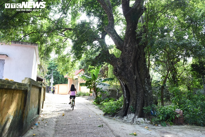 Cận cảnh rặng thị cổ gần nghìn năm tuổi ở Hải Phòng chín vàng mùa Vu Lan - 6