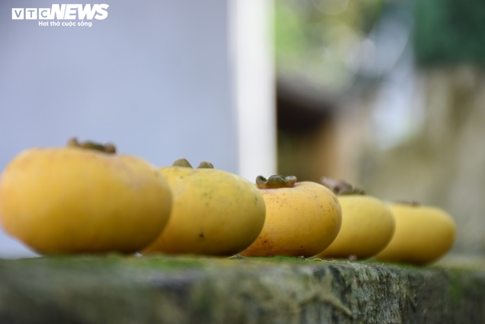 Cận cảnh rặng thị cổ gần nghìn năm tuổi ở Hải Phòng chín vàng mùa Vu Lan - 15