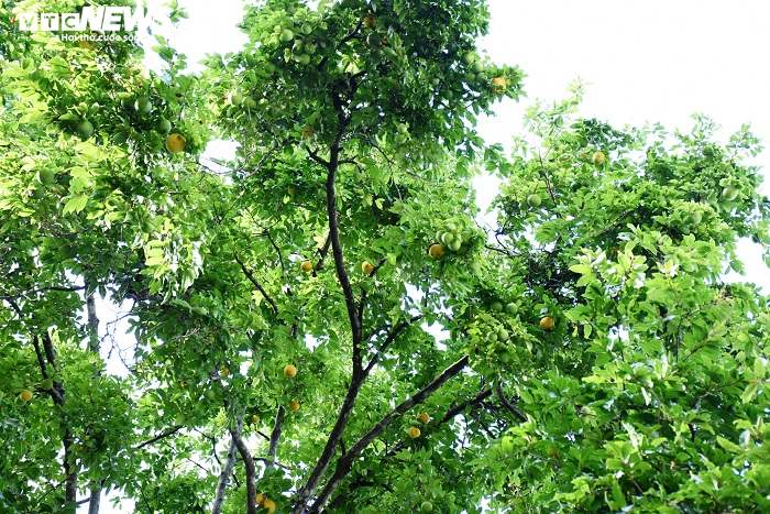 Cận cảnh rặng thị cổ gần nghìn năm tuổi ở Hải Phòng chín vàng mùa Vu Lan - 1