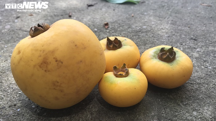 Cận cảnh rặng thị cổ gần nghìn năm tuổi ở Hải Phòng chín vàng mùa Vu Lan - 16