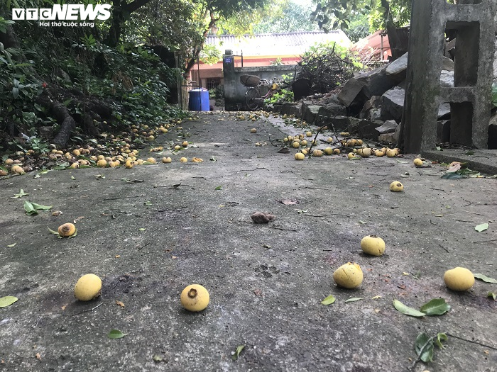 Cận cảnh rặng thị cổ gần nghìn năm tuổi ở Hải Phòng chín vàng mùa Vu Lan - 7