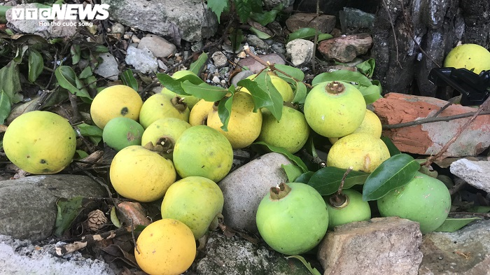 Cận cảnh rặng thị cổ gần nghìn năm tuổi ở Hải Phòng chín vàng mùa Vu Lan - 17