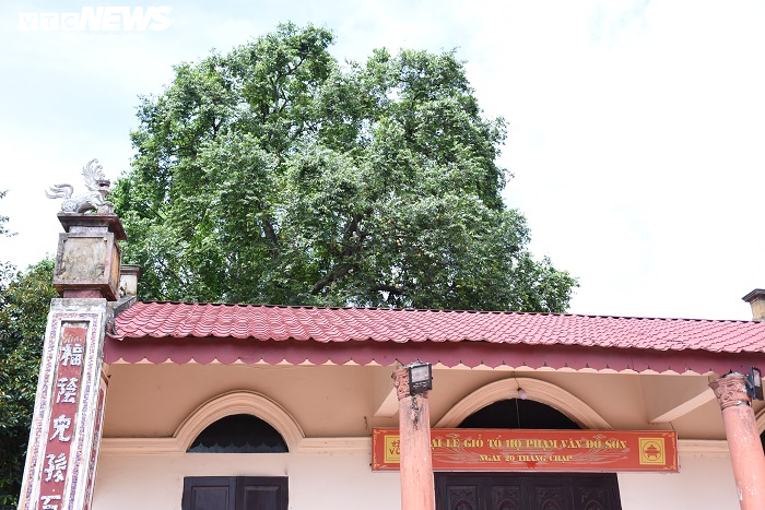 Cận cảnh rặng thị cổ gần nghìn năm tuổi ở Hải Phòng chín vàng mùa Vu Lan - 8