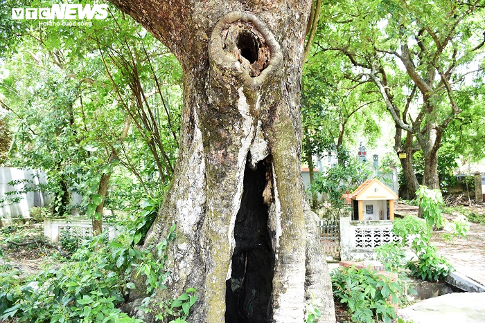 Cận cảnh rặng thị cổ gần nghìn năm tuổi ở Hải Phòng chín vàng mùa Vu Lan - 5