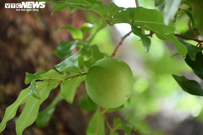 Cận cảnh rặng thị cổ gần nghìn năm tuổi ở Hải Phòng chín vàng mùa Vu Lan - 14