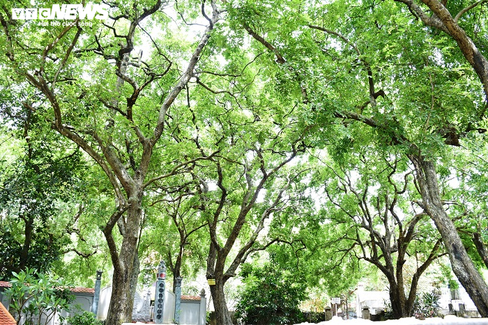 Cận cảnh rặng thị cổ gần nghìn năm tuổi ở Hải Phòng chín vàng mùa Vu Lan - 3