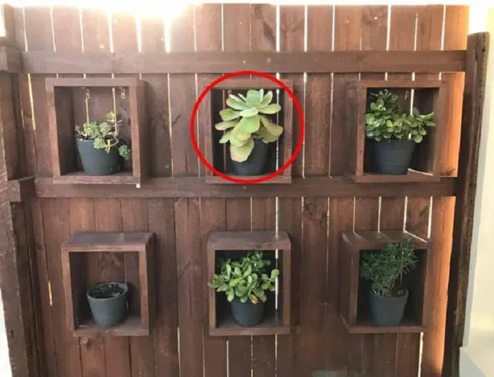 Đố bạn tìm được con trăn dài 1,8 m trong bức hình dưới đây - 2