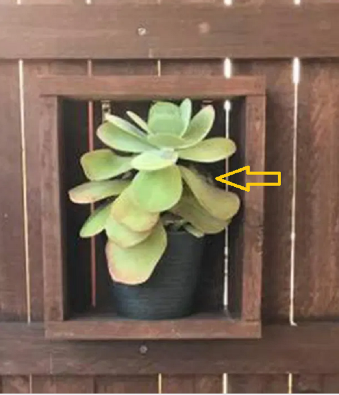 Đố bạn tìm được con trăn dài 1,8 m trong bức hình dưới đây - 3