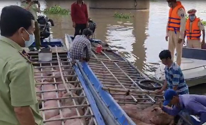 Hơn 2,8 tấn heo lậu suýt được tuồn ra thị trường - 2