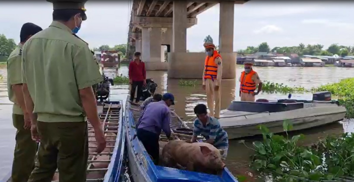 Hơn 2,8 tấn heo lậu suýt được tuồn ra thị trường - 3