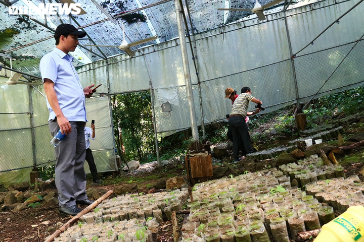 Làng tỷ phú của người Xê Đăng trên đỉnh Ngọc Linh - 5