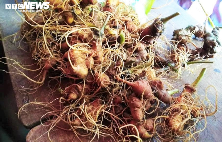 Làng tỷ phú của người Xê Đăng trên đỉnh Ngọc Linh - 6