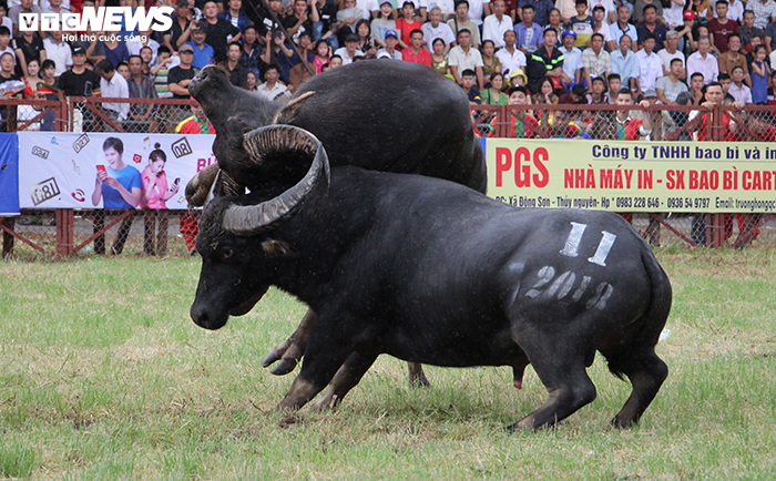 Hải Phòng tạm dừng Lễ hội chọi trâu truyền thống Đồ Sơn 2020 vì dịch COVID-19 - 1