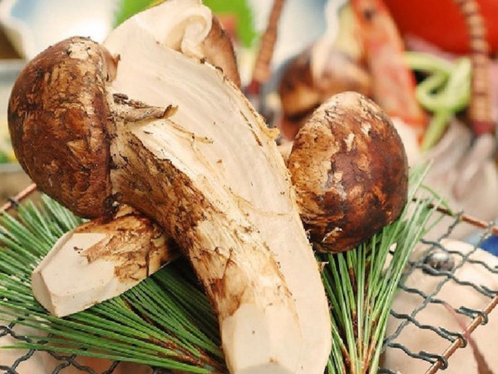 Vì sao nấm tùng nhung có giá vài chục triệu đồng 1 kg? - 1
