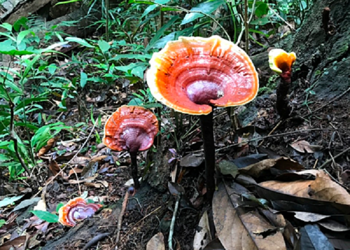 4 loại nấm đắt đỏ được săn lùng ở Việt Nam - 2