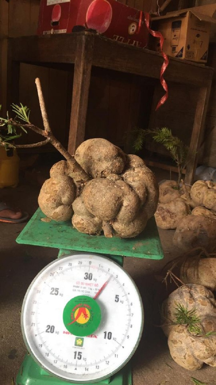 4 loại nấm đắt đỏ được săn lùng ở Việt Nam - 3