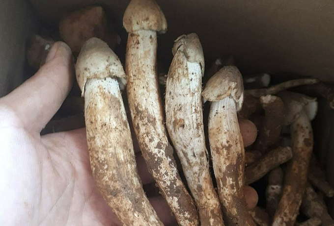 4 loại nấm đắt đỏ được săn lùng ở Việt Nam - 4